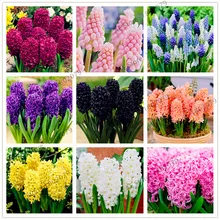 100 шт./пакет новые дешевые гиацинт завода, гиацинт горшечные растения, бонсай Флорес светодиодные фонари для дома и сада