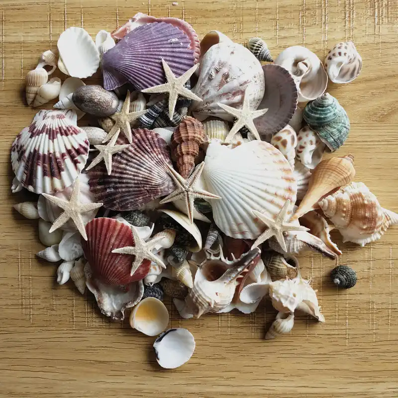 100pcs Misto Oceano Conchiglie Di Mare Decorazione Di Cerimonia Nuziale Di Spiaggia A Tema Del Partito Conchiglie Decorazioni Per La Casa Carro Armato Di Pesci Stella Di Mare Conchiglie E Stelle Marine