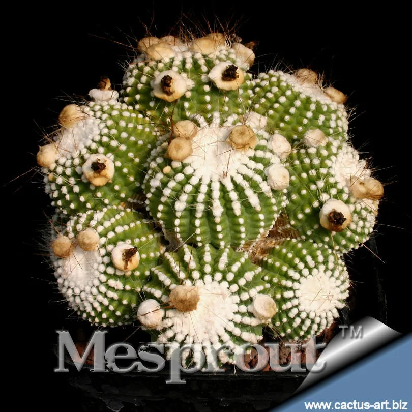 Notocactus magniftius шар для украшения бонсая кактус цветы 100 шт Редкие растения бонсай Листва волшебный сад и домашнее растение Semillas Flora