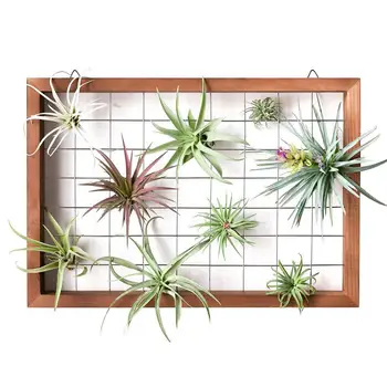 

Wooden Air Plants Frame Wall Holder Artificial Plants Hanger Planter Flower Shelf with Hooks for Garden Bar Home Decor