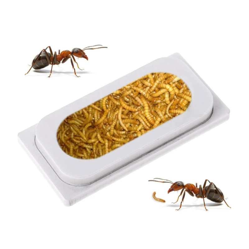 

Ant Water Food Bowl Insect Feeder Nest Feeding Bowl Ants House Food Container