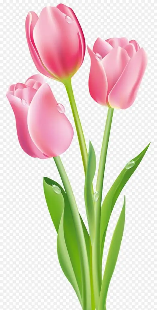 郁金香花粉红剪贴画-粉红郁金香png剪贴画png图片素材免费下载_图片