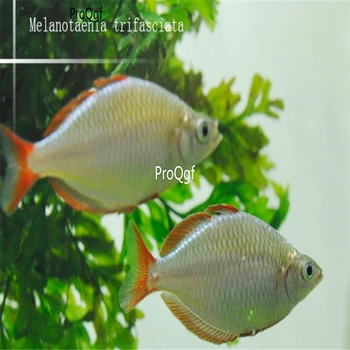 

Ngryise 2Pcs A Set Melanotaenia trifasciata