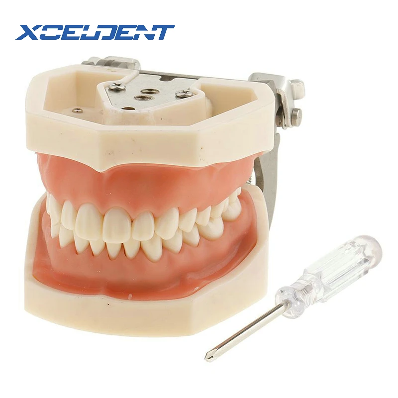 1pcs Soft Gum All Removable Dental Teeth Model 28pcs Teeth Dental Model for New Dentist Traning In The School
