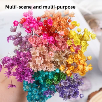 

Dry Flowers Press Mini Decorative Photography Photo Backdrop Decor Real Happy Flower Small Natural Dried Flowers Bouquet SDZZZ