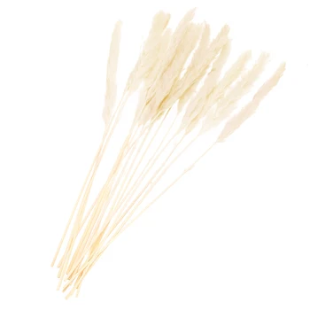 

15Pcs/1 Bunch Natural Dried Bulrush Small Pampas Grass Phragmites Communis Reed Plant Wedding Flower for Decor Home