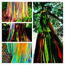 100 шт./пакет Редкие Радужный эвкалипт deglupta карликовые деревья, эффектные Тропическое дерево растения, эвкалипт завод для садовое растение