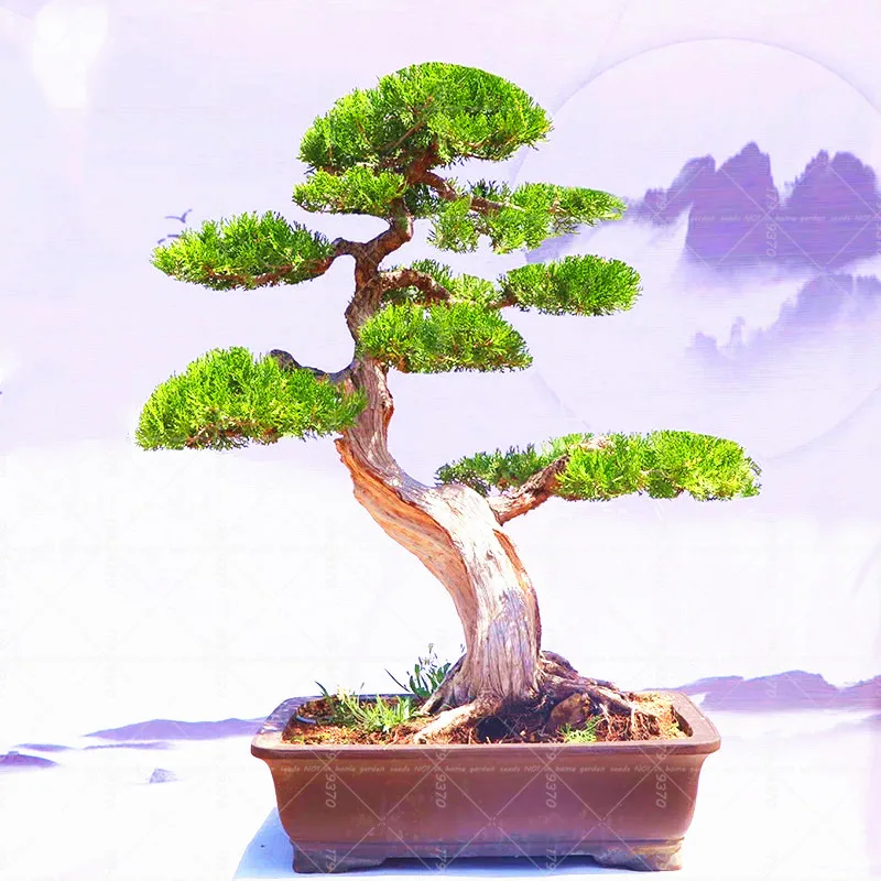 

50Pcs Thuja occidentalis bonsai Rare American arborvitae bonsai tree plants Ornamental potted plant for home garden planting