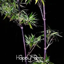 Распродажа! 60 шт./пакет редкий Фиолетовый Бамбук бонсай декоративные сад драцена Сандера садовые растения Флорес,# MGU9GU