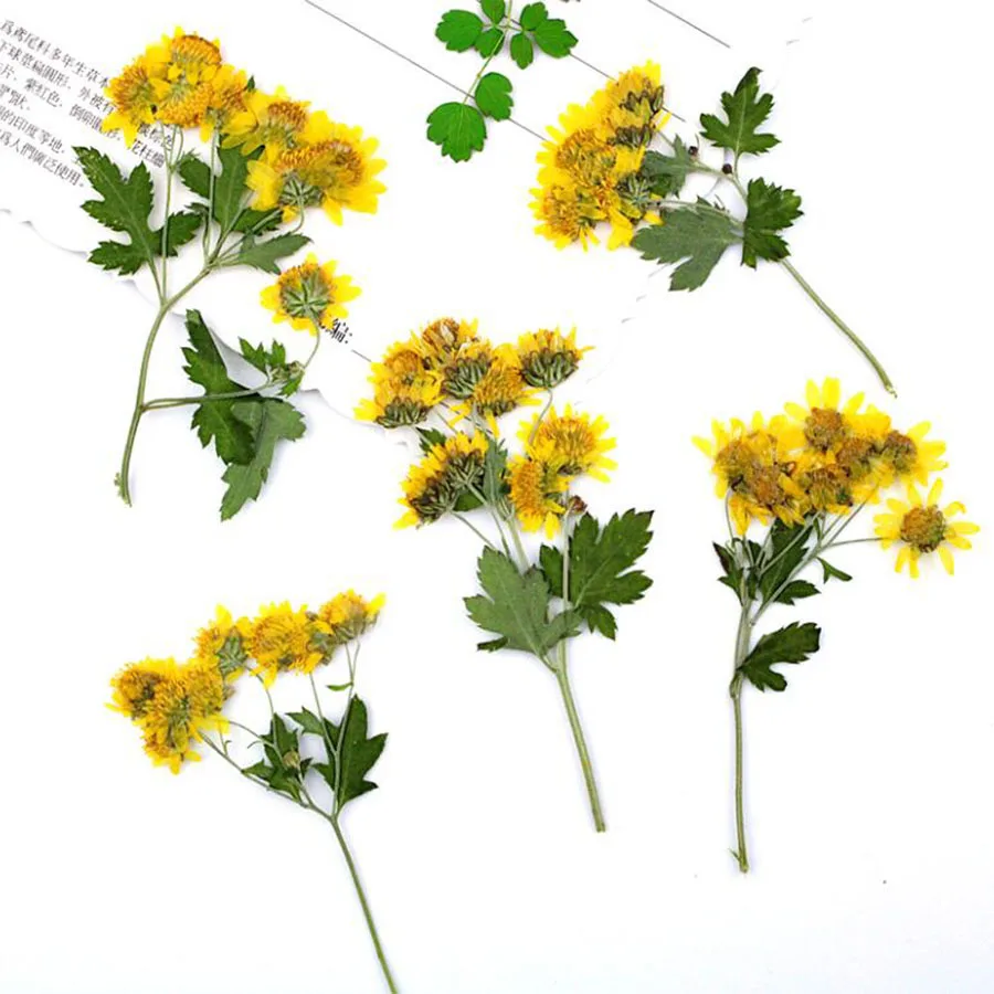 

60pcs Pressed Dried Yellow Wild Chrysanthemum Flower Plants Herbarium For Jewelry iPhone Phone Case Bookmark Frame DIY Making