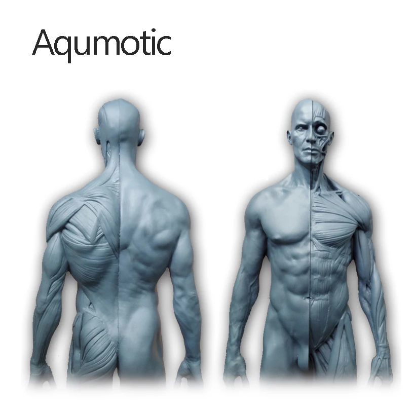 

Aqumotic Musul Model Mannequin Bone Models Decoration Anatomical Art Medical Human Body Structure People 1pc Muscle Decor