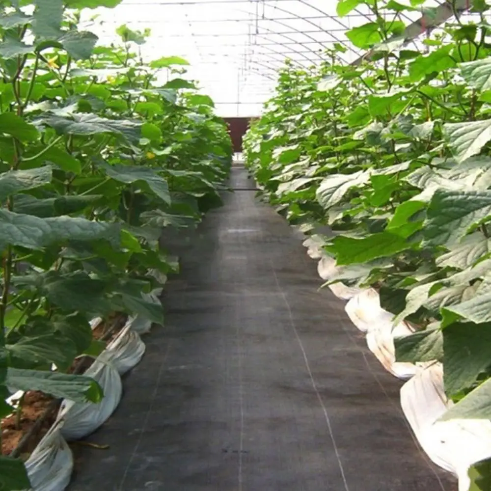 

Large Size Degradable Weed Barrier Cloth Landscape Fabric Seedling Cultivation Cloth Plant Growth Protective Cloth