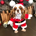 ROTKPET Store