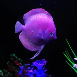 Красочные аквариумные рыбки для украшения аквариума, искусственные рыбки для флуоресцентных украшений