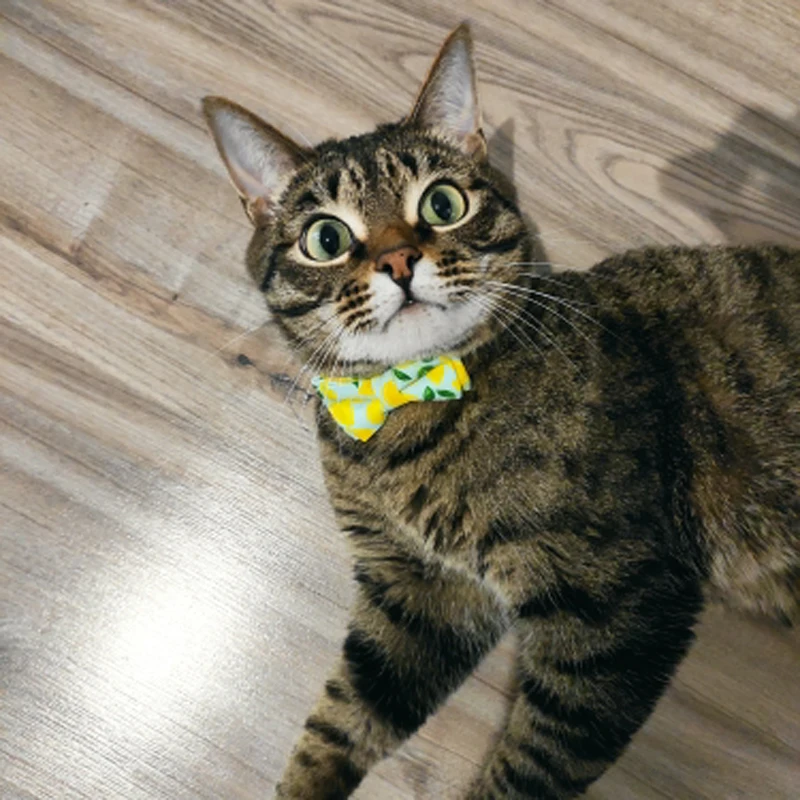 U54e328a21caa432490eb87279417433ej