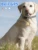 Smart Pet Bell GPS Locator Anti-lost Device For Dogs And Cats IP67 Водонепроницаемый Электронный Ошейник Pet Positioning Collard For Pet