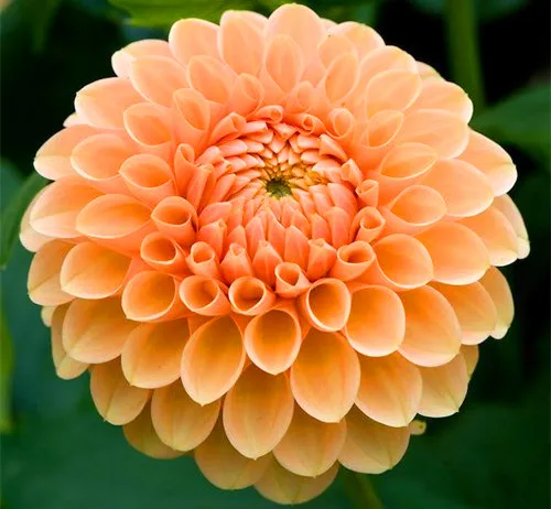 13 100 шт./упак. Dahlia цветочных растений, красивые и популярные цветок, бонсай для дома и сада и крыша здания, легко растить - Цвет: 13