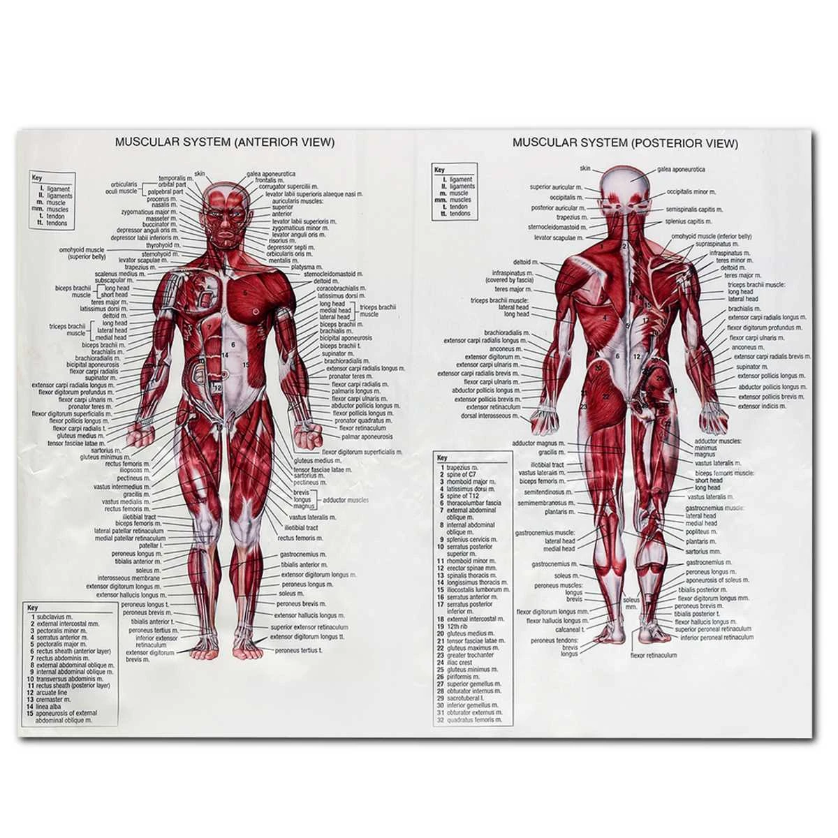 60x80cm Silk Cloth Muscle System Posters Anatomy Chart Human Body Educational Pictures Mural Home Wall Decoration Accessories Aliexpress