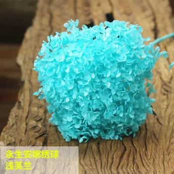 

Preserved Fresh Flower Hydrangea Whole Piece Anna Hydrangea Dried Flowers Multi-Color Anna Hydrangea Bright and Beautiful