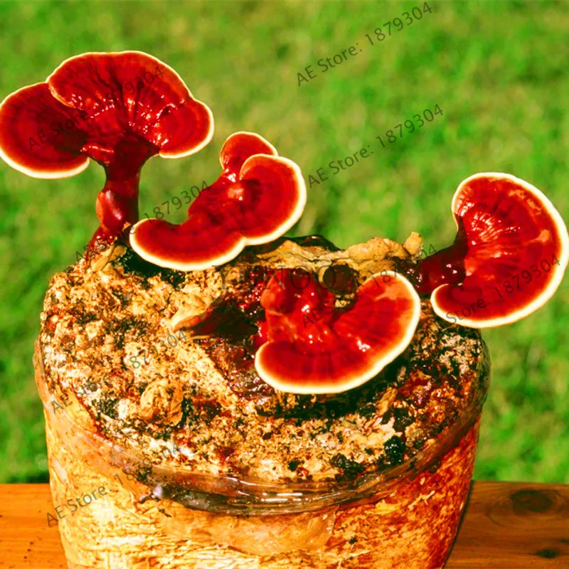 

Hot Sale 100 Pcs Ganoderma Lucidum Reishi Mushrooms High Nutrition Vegetable DIY Potted Plant