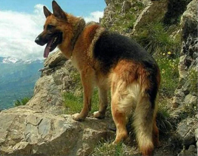 Pet dogs Shepherd Полная новая Алмазная вышивка 5D Shepherd, алмазная картина для домашних собак, новая вышивка, 3D прекрасная мозаика Hond, бриллиант для фотографий, декор 4Jh49 - Цвет: Pet dogs Shepherd