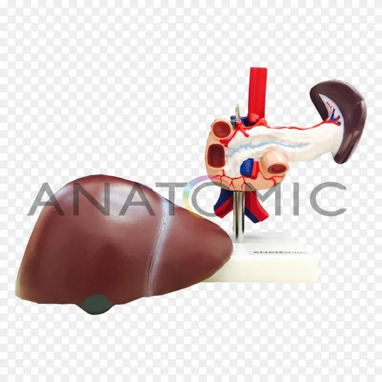 胰 胆 十二指肠 肝 人消化系统 大脑数字png图片素材免费下载 图片编号 Png素材网 胰 胆 十二指肠 肝 人消化系统 大脑数字png图片素材免费下载 图片编号 Png素材网