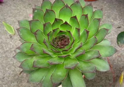 100 шт свежий настоящий Aeonium tabuliforme S-Mingjing-Succulent