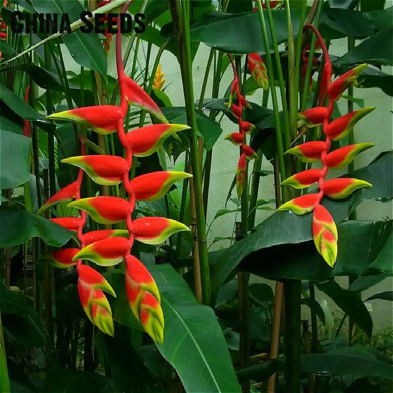 Комнатное растение в горшках, цветок апельсина Strelitzia Reginae, бонсай, райская птица, бонсай, jadim bonsai Sementes, 100 частиц/лот