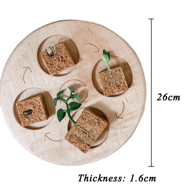 Wooden Animal Life Cycle Board Children Toys Montessori Teaching Aids Plant Growth Cycle Model Set Life Science Educational Toys 6