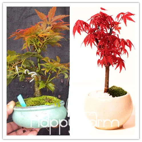 20шт кленовые перья садовые бонсай растение Начинающий уровень 90%,# B7SZ0R