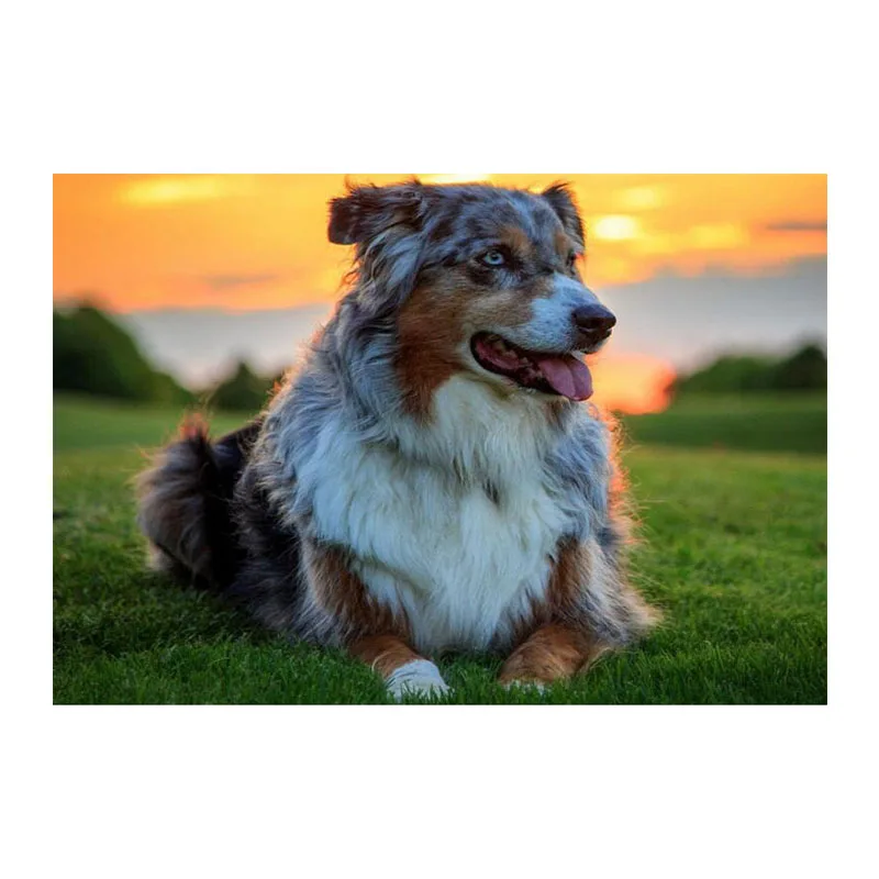 

Handwork Diamond Mosaic 5D Diamond Painting Australian Shepherd picture of Rhinestones Full Diamond Embroidery Sale Decor TY177