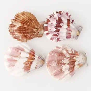 

120Pcs Mixed Colorful Scallop Shell Natural Seashell from Sea Beach Large Shell With Holes for DIY Art Craft Decor