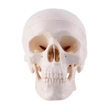 

Creative Halloween Skull Crafts Horror Novelty Toy Skeleton Head Decoration