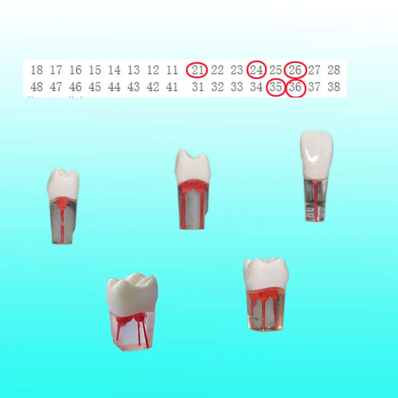 5 Pieces/set Endodontic Practice Teeth Model For Rct Transparent Resin