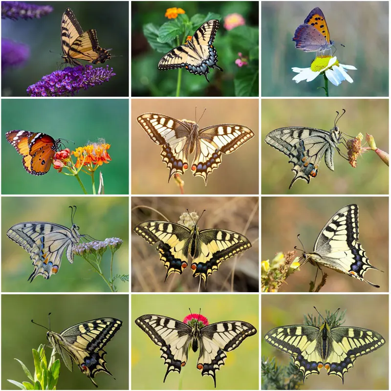 5D Diy Animal Yellow Spreading Wings Butterfly Pattern Diamond Painting Cross Stitch Kit Crystal Mosaic Decoration Gift | Дом и сад