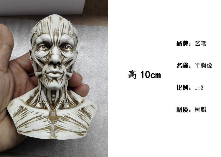 

1: 3 Fine Art Reference Human Painted Medicine Art with Still Life Muscle 14-Year-Old Or above Bold Eagle Skull Semi-Bust