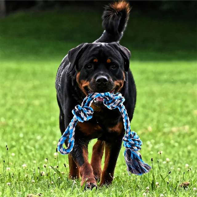QINGFANGLI Spring Pole Dog Rope Outdoor Tug of War Toy for Pitbull Medium  to Large Dogs Bungee Hanging Exercise Ropes Muscle Builder Interactive Toys