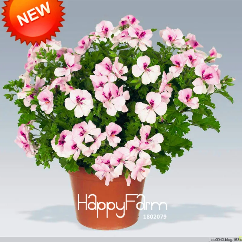 

Promotion!20 Pcs/Bag White Purple Univalve Geranium Bonsai Perennial Flower Plants Pelargonium Peltatum Garden,#FMQFYM