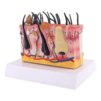 

Canine Dog Skin with Flea Bite Model Anatomical Anatomy Display Teaching Study