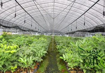 

Ormosia Hosiei Ormosia Taiana E Xi Hongdou