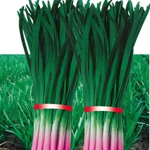 100 S) свежие органические высокодоходные фиолетовые корни King Leek Allium tuberosum Rottler S овощи Бонсай S