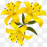 花黄百合 百合png图片素材免费下载 图片编号 Png素材网