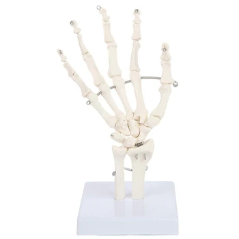

Human Hand Joint Model Anatomical Skeleton Model Human Anatomy Study Tool