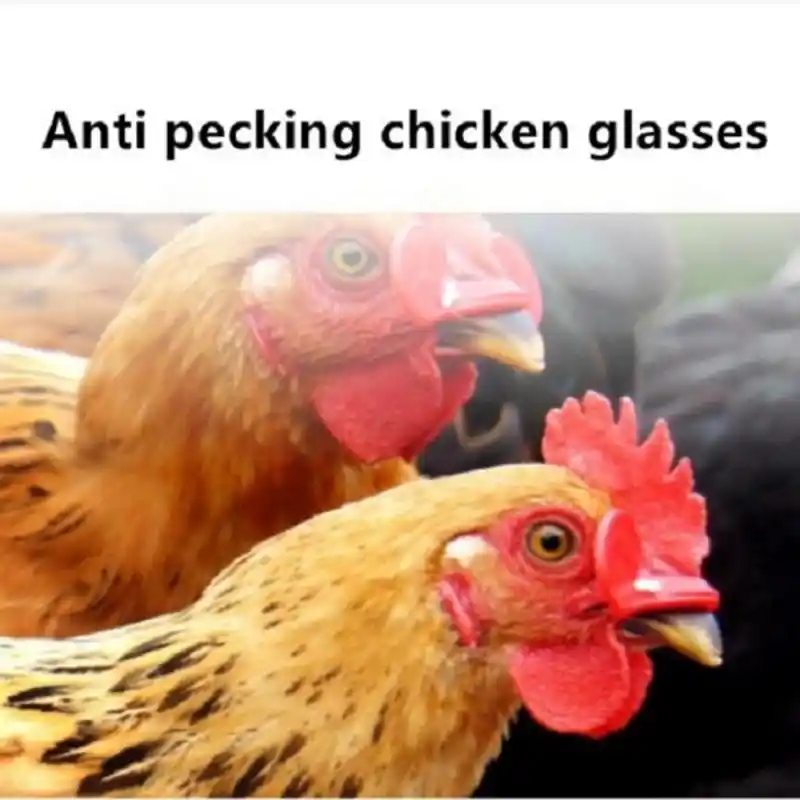 Equipamento de criação de frango faisão especial óculos de proteção galo galinhas poedeiras faisão anti-bicar óculos dropshipping