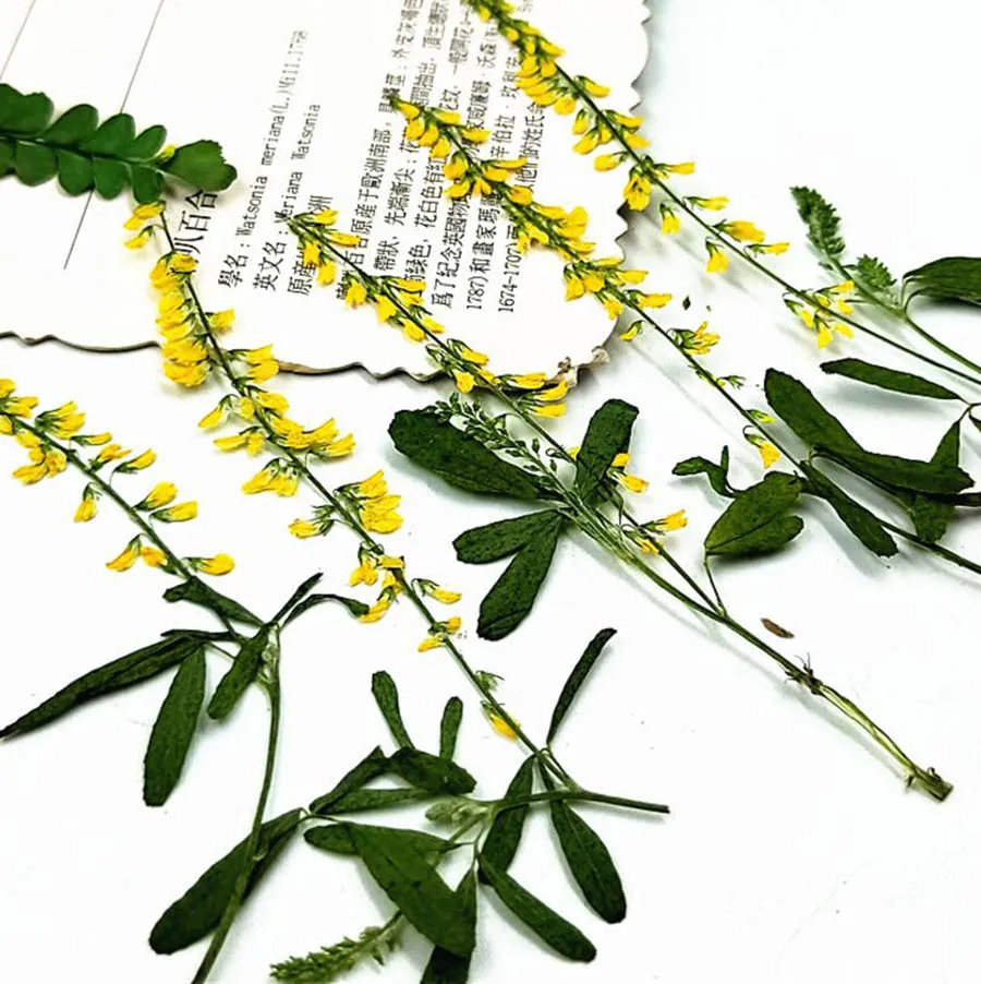 100 шт прессованный высушенный 7-9 см мелилотус Officinalis цветок растение гербарий для ювелирных изделий чехол для телефона Фоторамка "сделай сам" Изготовление DIY