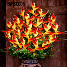 Комнатное растение в горшках, цветок апельсина Strelitzia Reginae, бонсай, райская птица, бонсай, jadim bonsai Sementes, 100 частиц/лот