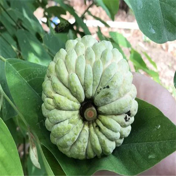 10 шт. бонсай сладости сахар-яблоня(Annona squamosa) вкусные съедобные тропические фрукты многолетние для домашнего сада посадки
