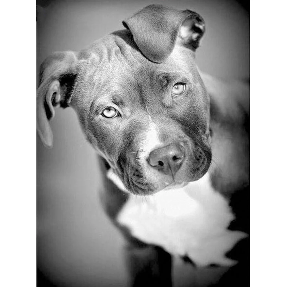 Черный белый цвет собака алмазов картина полный дрель квадратный бульдог