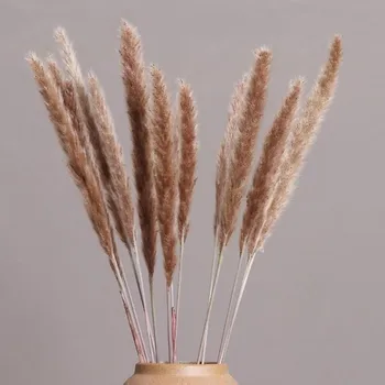 

15pcs/bunch Natural Grass Dried Reeds Flowers Small Pampas Grass Phragmites For Home Wedding Vase Decor Flower Plants Bouquet