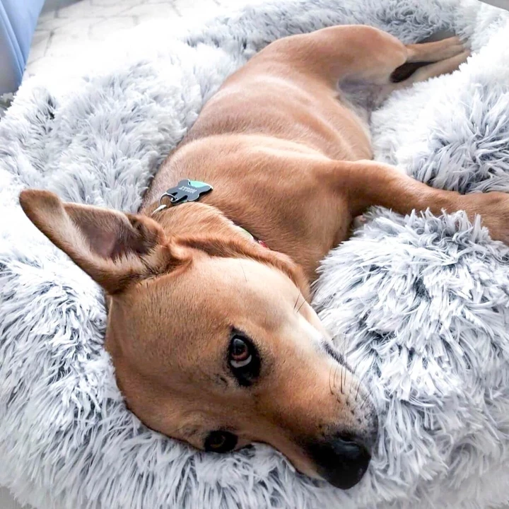petboutique_dog_bed_4_1024x1024_2x_1c340507-8223-4100-9579-58d86df2b725_150x150.webp
